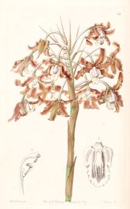 Schomburgkia crispa (syn. de Laelia marginata) - Miss Drake